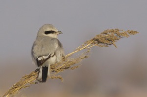 Дунхай (Хул дунхай)